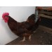 RHODE ISLAND RED PURE BREED