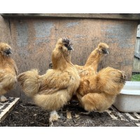 Silkie Eggs