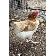 Wheaten Maran Pure Breed Eggs