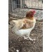 Wheaten Maran Pure Breed Eggs