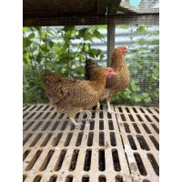 Partridge Wyandotte Bantams
