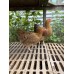 Partridge Wyandotte Bantams