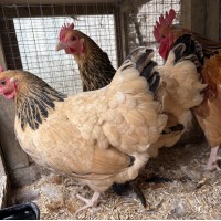 Buff Sussex Bantam Eggs