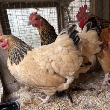 Buff Sussex Bantam Eggs