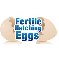 Mixed Flock Of Pekins