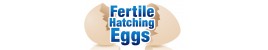 Fertile Hatching Eggs