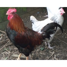 WELLSUMMER X LIGHT SUSSEX LARGE FOWL