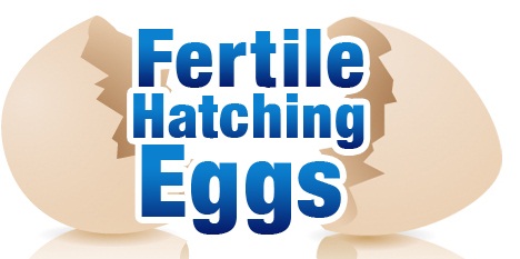 Fertile Hatching Eggs